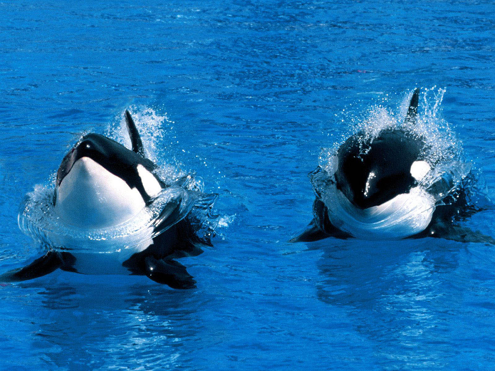 wallpapers: Orca Wallpapers