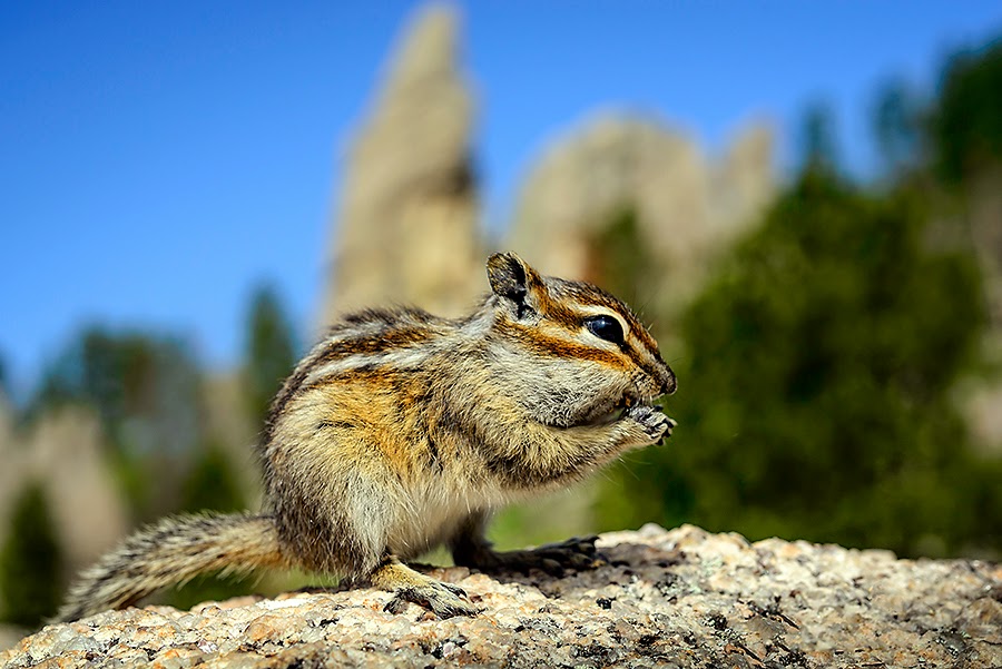 Dakotagraph Know your South Dakota wildlife