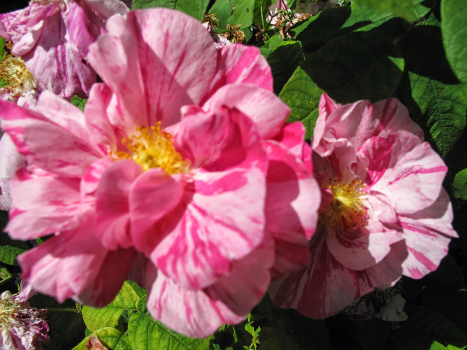 Joanne's Cottage Garden ROSES IN MY VEGETABLE GARDEN