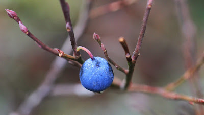 Blueberries in Morovitz Meadow