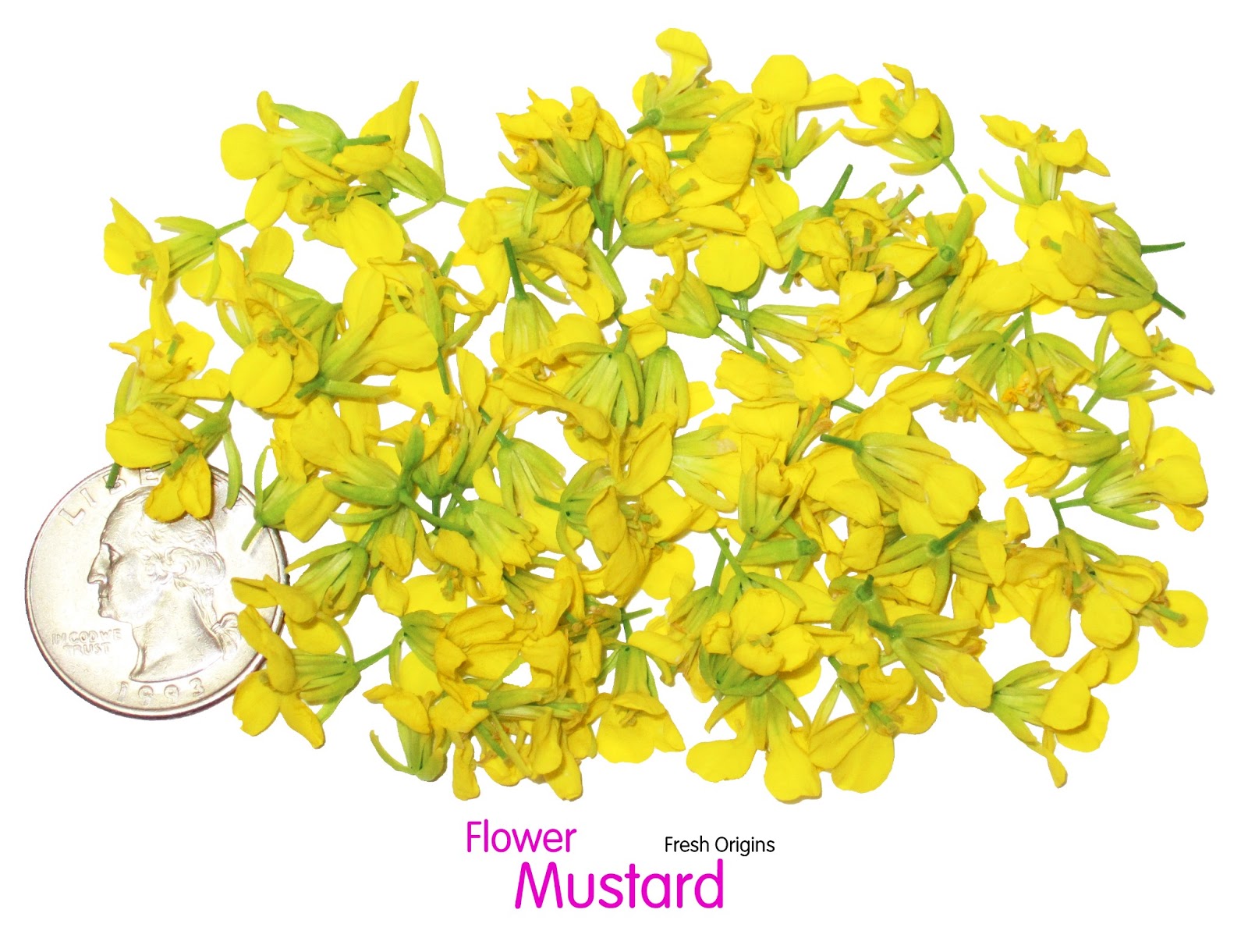 Whom You Know Fresh Origins Mustard Flowers Highly by the