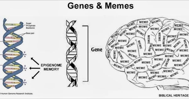 bhc bible studies eden (from bhc's memes of the bible database) Genes_Memes_0800 bhc bible studies eden (from bhc's memes of the bible database),Genes Memes