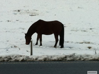 black horse grasing on the grass covered with snow