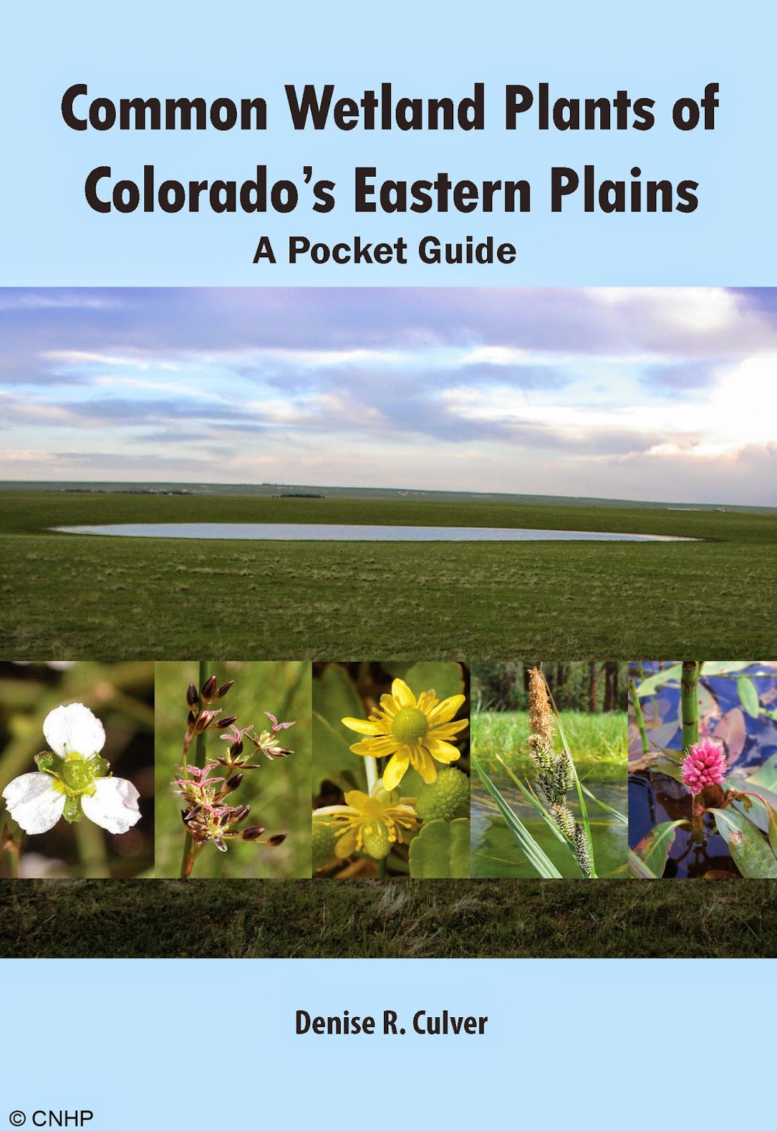 CNHP Blog Common Wetland Plants of Colorado’s Eastern Plains A Pocket