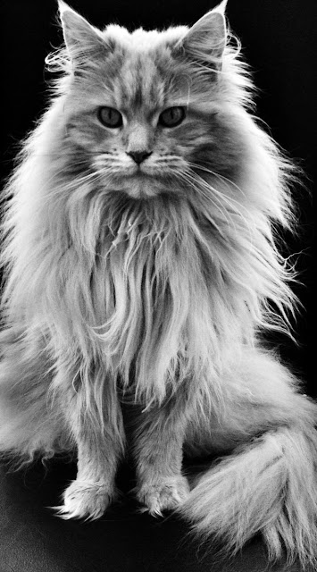 Maine Coon Cat History 