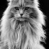 Maine Coon Cat History