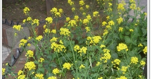 Jardines Que Me Gustan: EL DISEÑO DE JARDINES Y LAS HIERBAS ESPONTANEAS