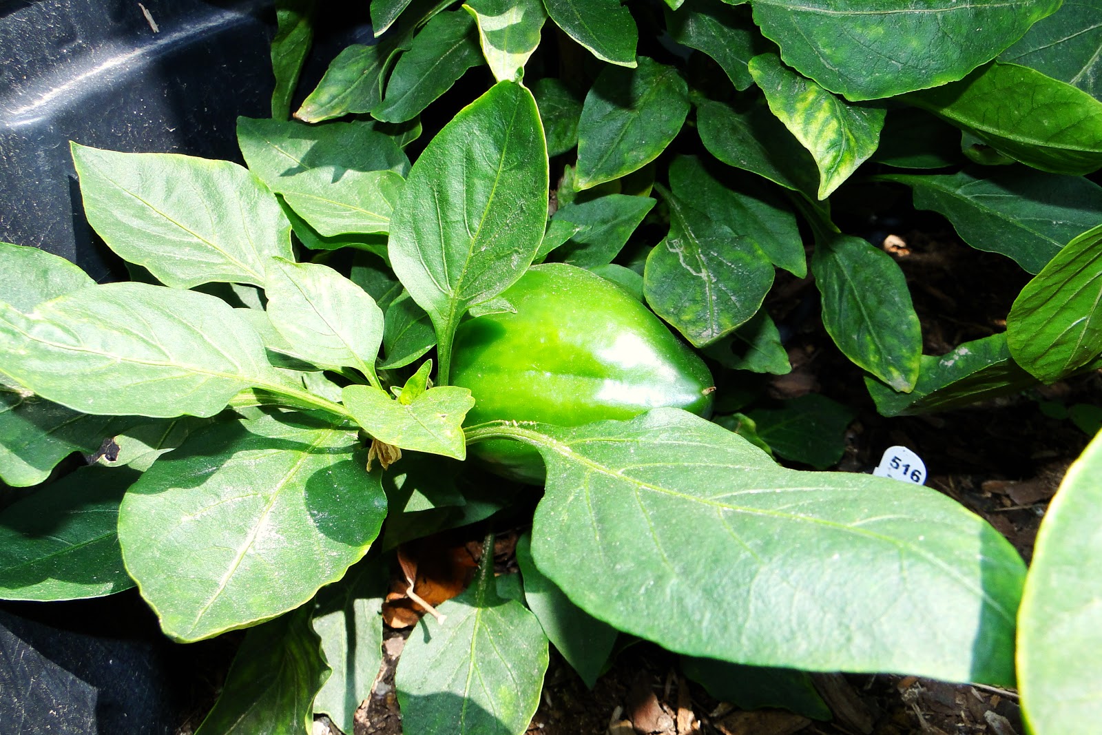 Alejandro Pepper Farm Sweet California Wonder Peppers