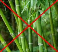 No bamboo forest