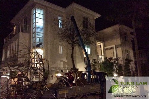 Thiết kế hồ cá Koi đẹp, sân vườn Splendora với hồ cá Koi mini, cá Koi Nhật thân thiện Thiết kế hồ cá Koi đẹp, sân vườn Splendora với hồ cá Koi mini, cá Koi Nhật thân thiện