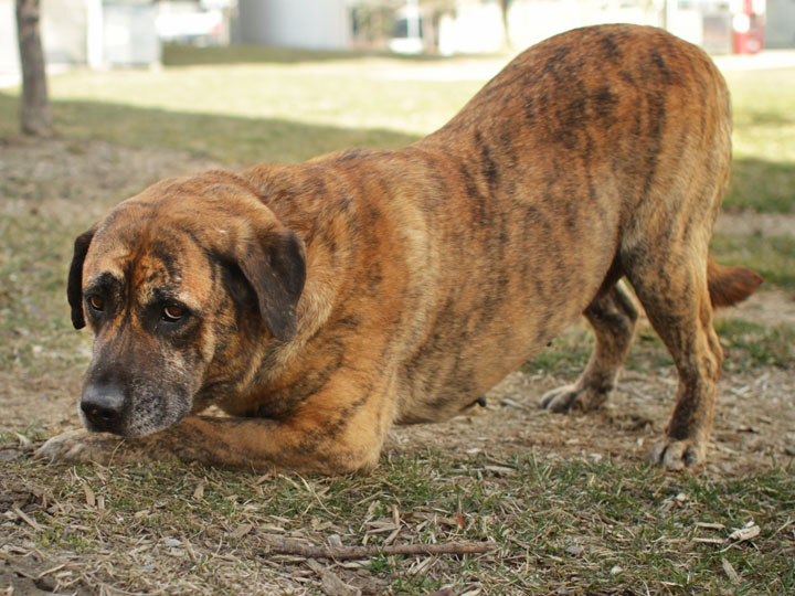 Mabel - Mastiff mix Mabel - Mastiff mix
