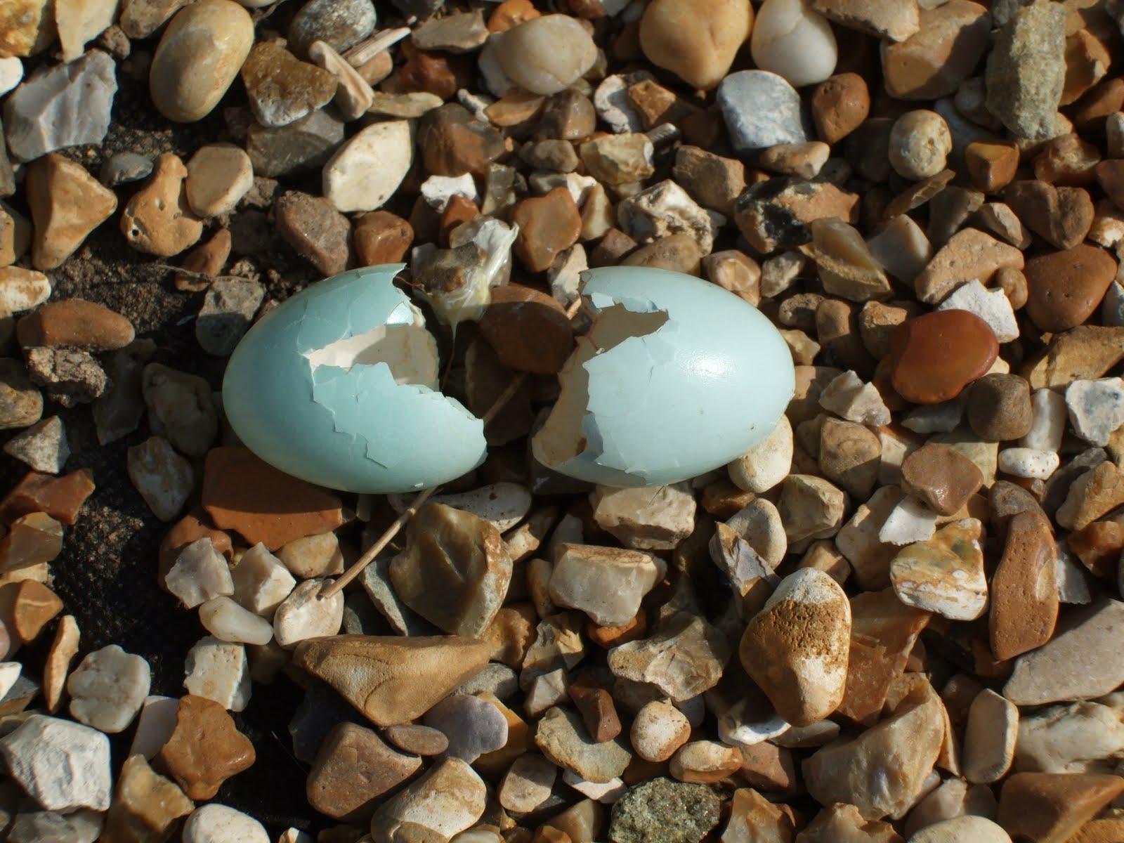 Great Little Minds Blue eggs