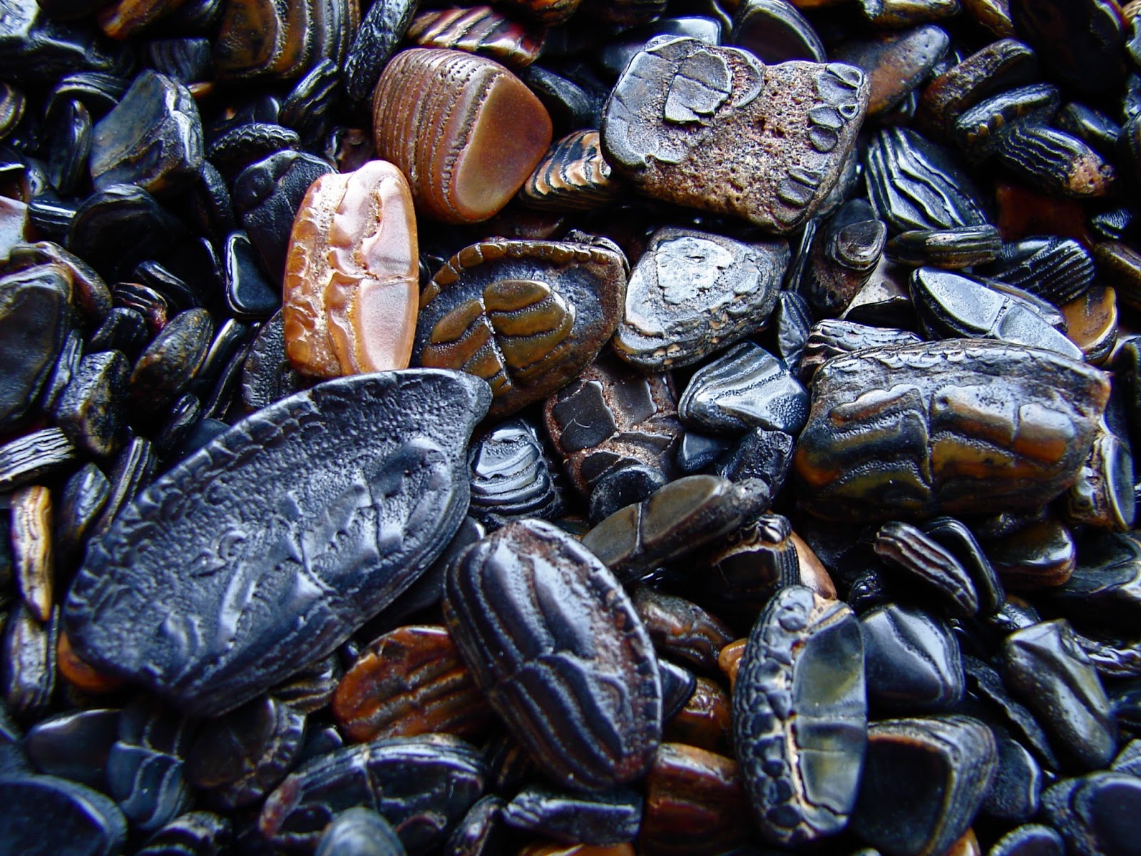 Zookeeper Fossils Florida native