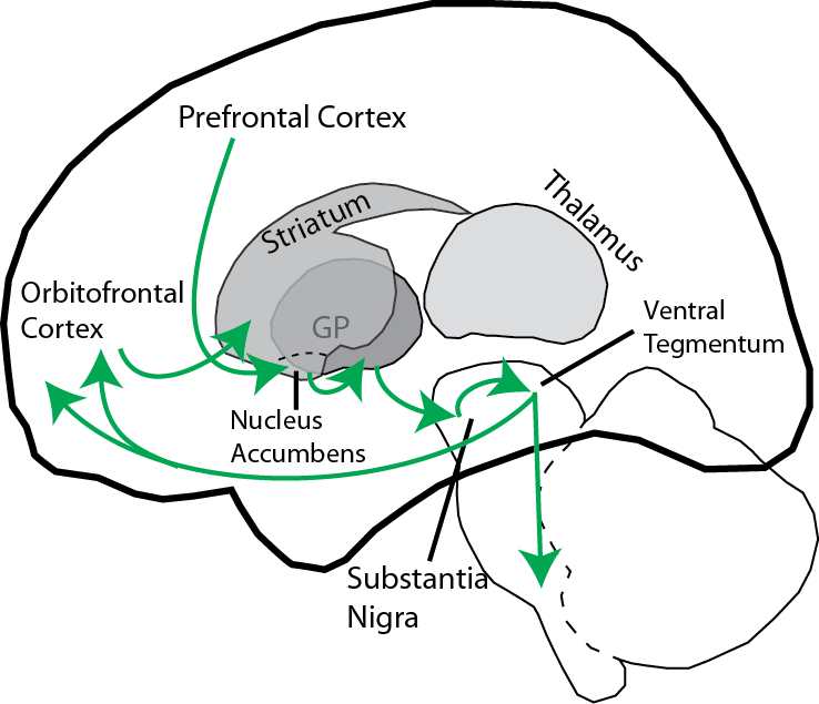 the addiction and the direct and indirect affects of cocaine on the human brain Chapter five - cocaine: mechanism and effects in the human brain direct and indirect kappa opioid receptor alterations in human brain of cocaine-overdose. the addiction and the direct and indirect affects of cocaine on the human brain Chapter five - cocaine: mechanism and effects in the human brain direct and indirect kappa opioid receptor alterations in human brain of cocaine-overdose.