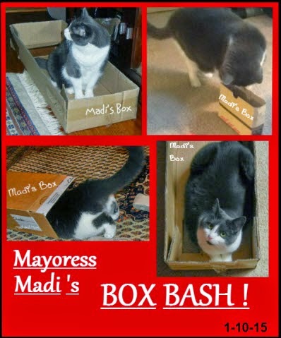 Mayoress Madi!!