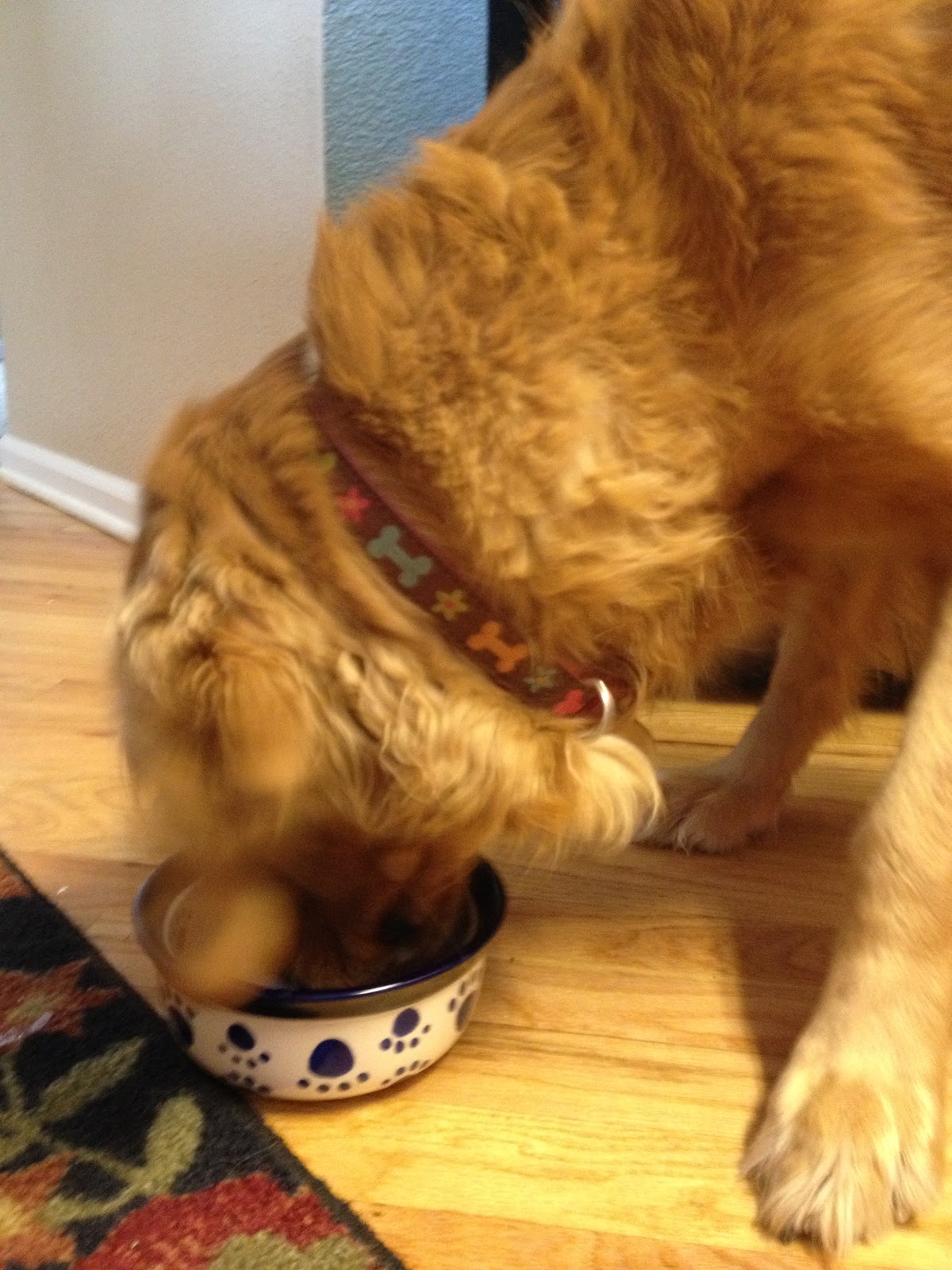 Dog Blog My Dog Eats Too Fast!