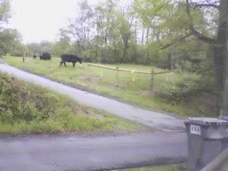 Cows