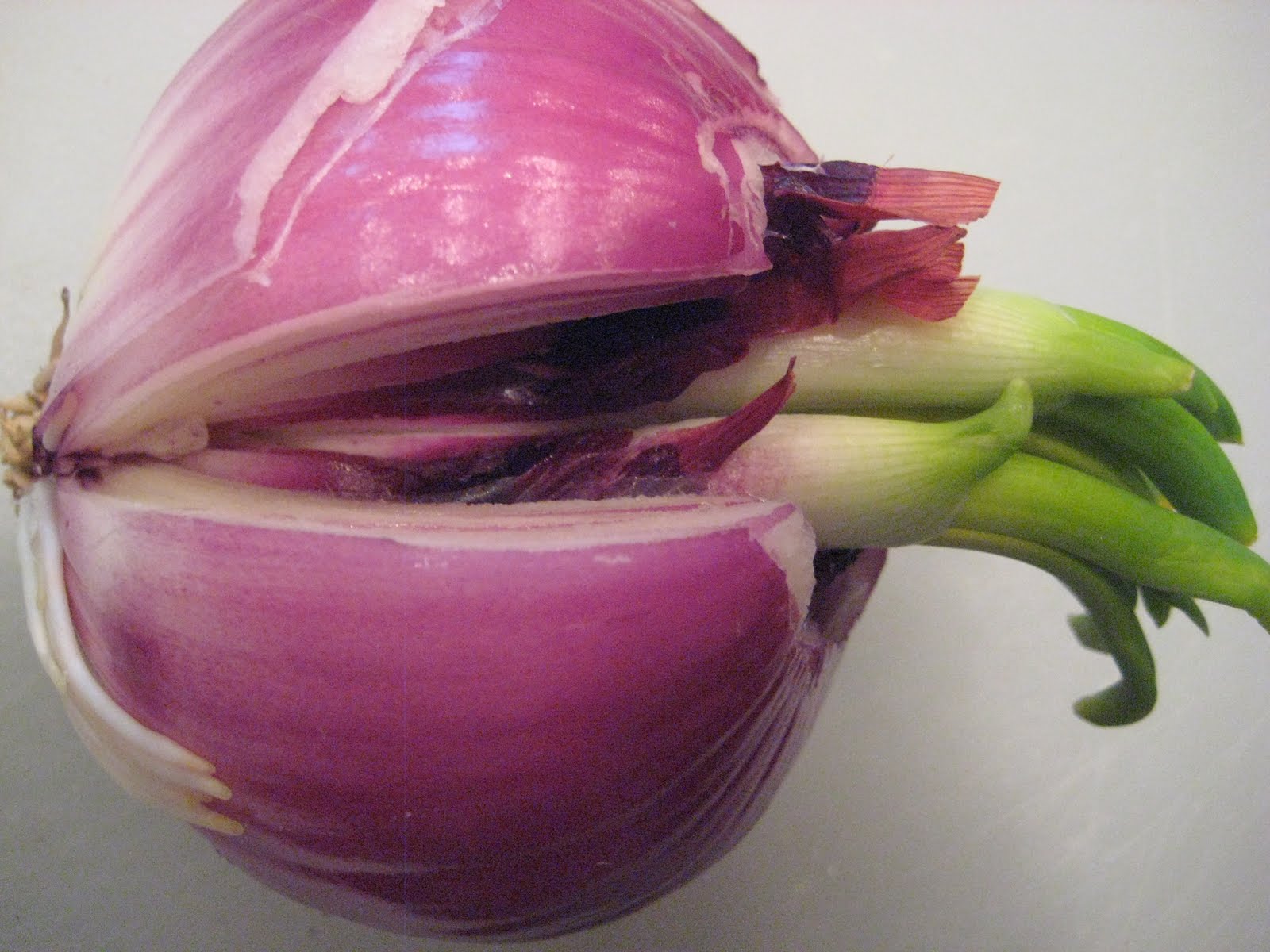 Anktangle Growing Sprouted Onions