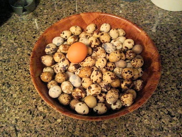 Benefits of Quail Eggs: Quail Eggs Helps in Improving Your Memory