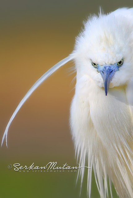 küçük akbalıkçıl küçük akbalıkçıl