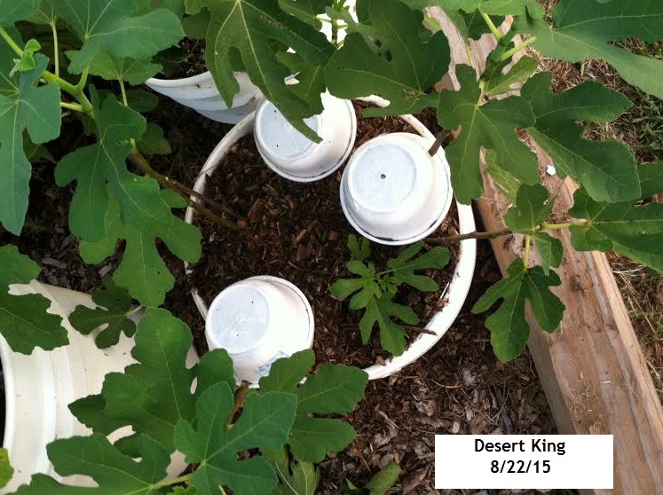 Figs Fort Smith! Air Layering Fig Trees