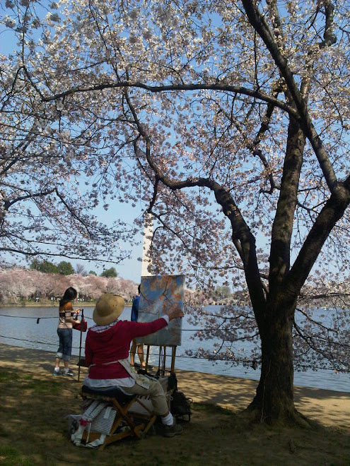 April 2012 - Cherry Blossom in Washington