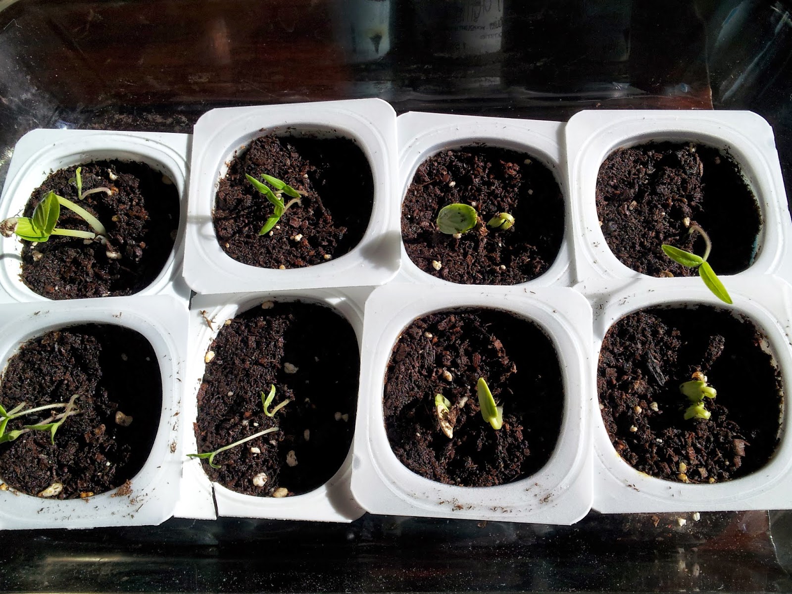 Growing vegetables from seed Growing vegetables from seed