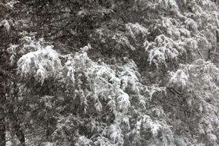 snow falling on cedars photo of snow falling on cedars