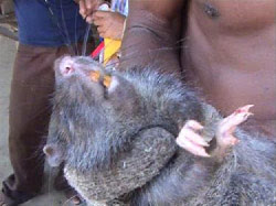 Tikus Aneh Dengan 5 Jari Dan Bisa Menangis Seperti Bayi [ www.BlogApaAja.com ]