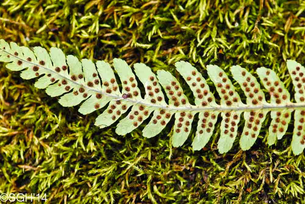 Seasons in the Valley + Furry Gnome's Adventures Fern Sori