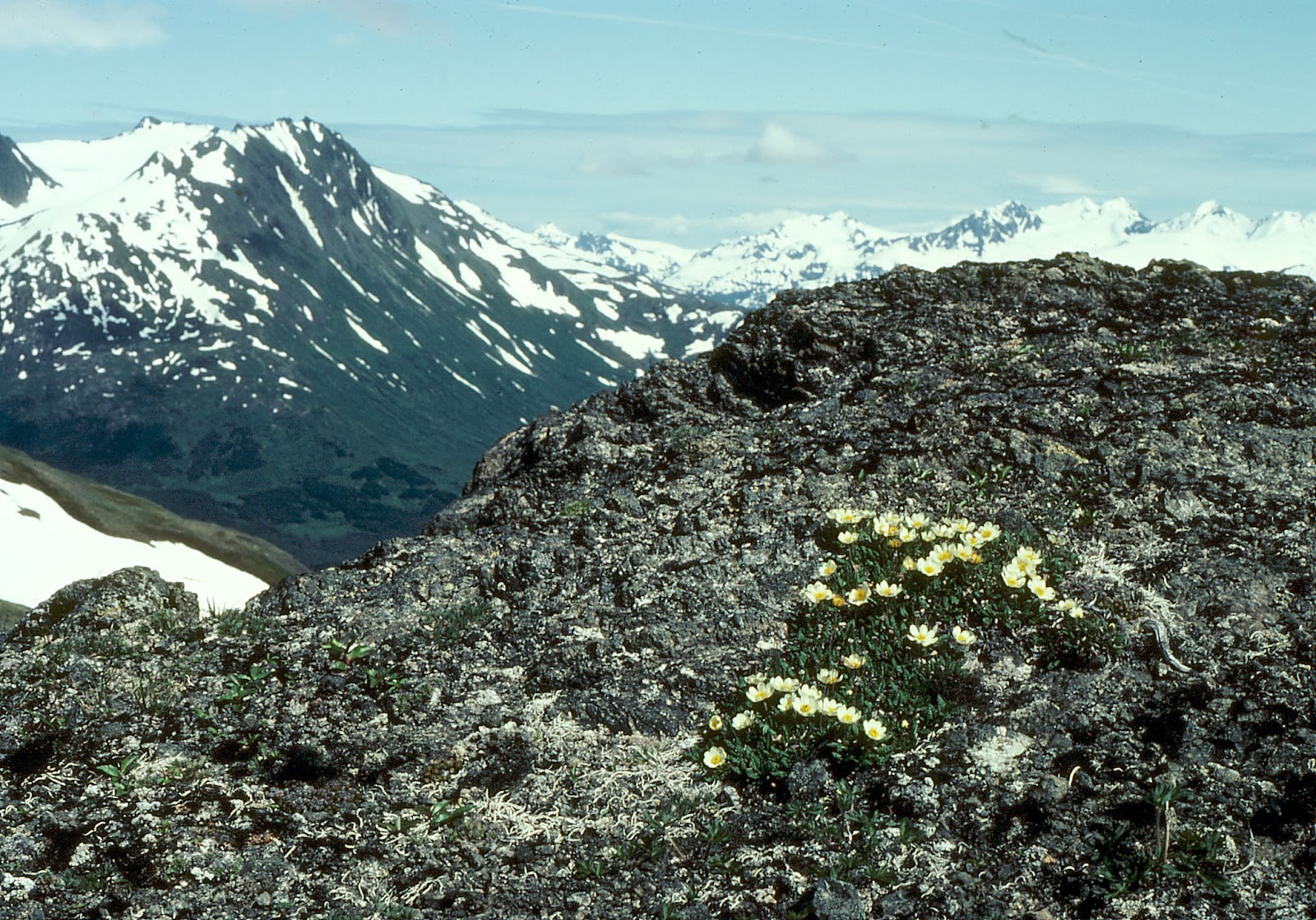 terra nil tundra terra nil tundra