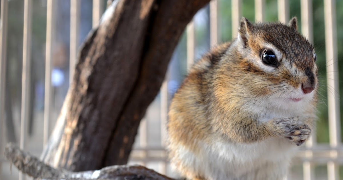 Chipmunks The Chipmunks Sing The Beatles Hits Chipmunks The Chipmunks Sing The Beatles Hits