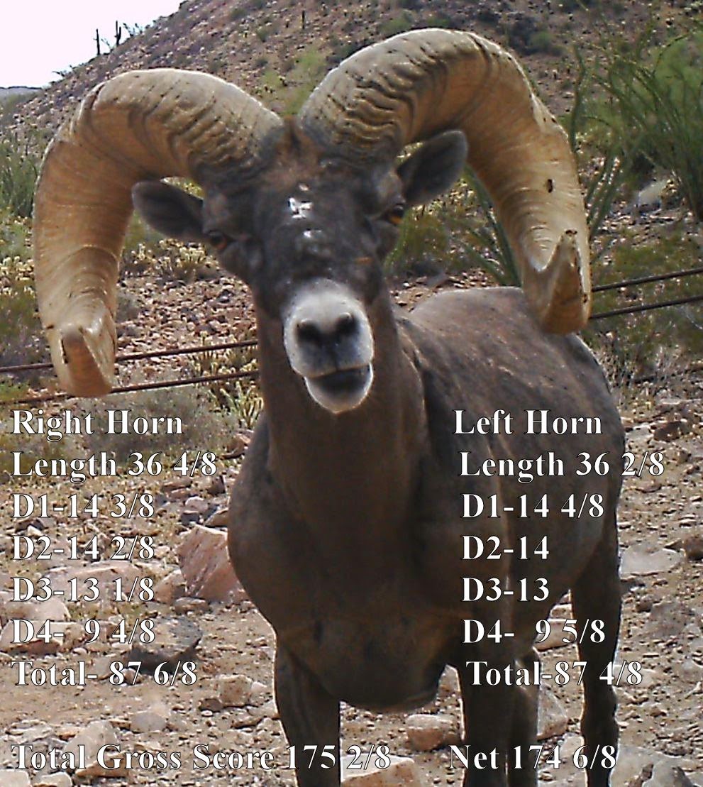 WHAT+DOES+THIS+RAM+SCORE.+How+to+score+bighorn+sheep.++Field+Judging+and+Scoring+Desert+Bighorn+Sheep+with+Jay+Scott+Outdoors+and+Colburn+and+Scott+Outfitters.+Front+on+DD+1+with+scores.jpg