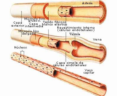 venas y arterias