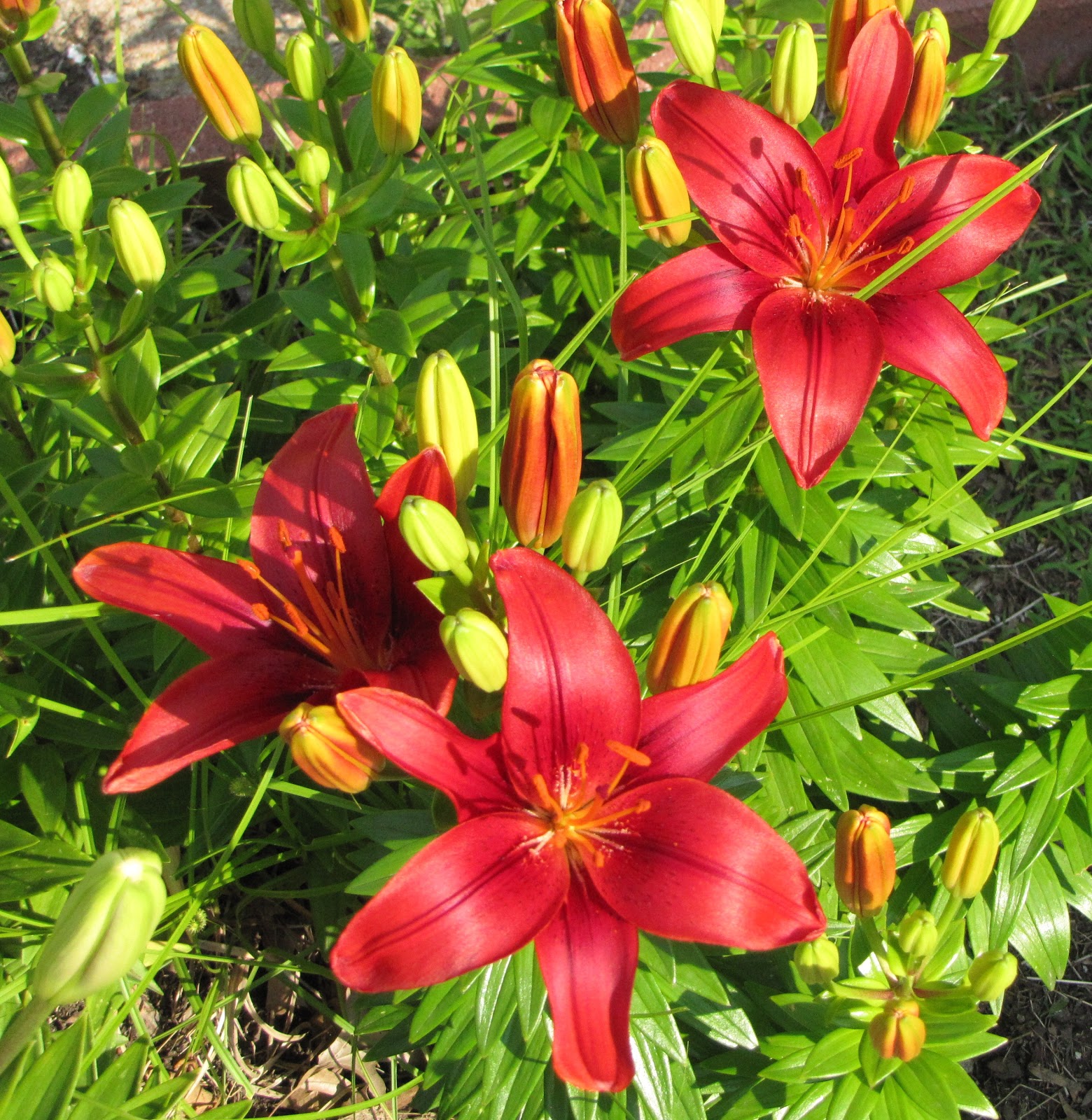 Out and About the Midwest Spring Flowers Opening More to Come!