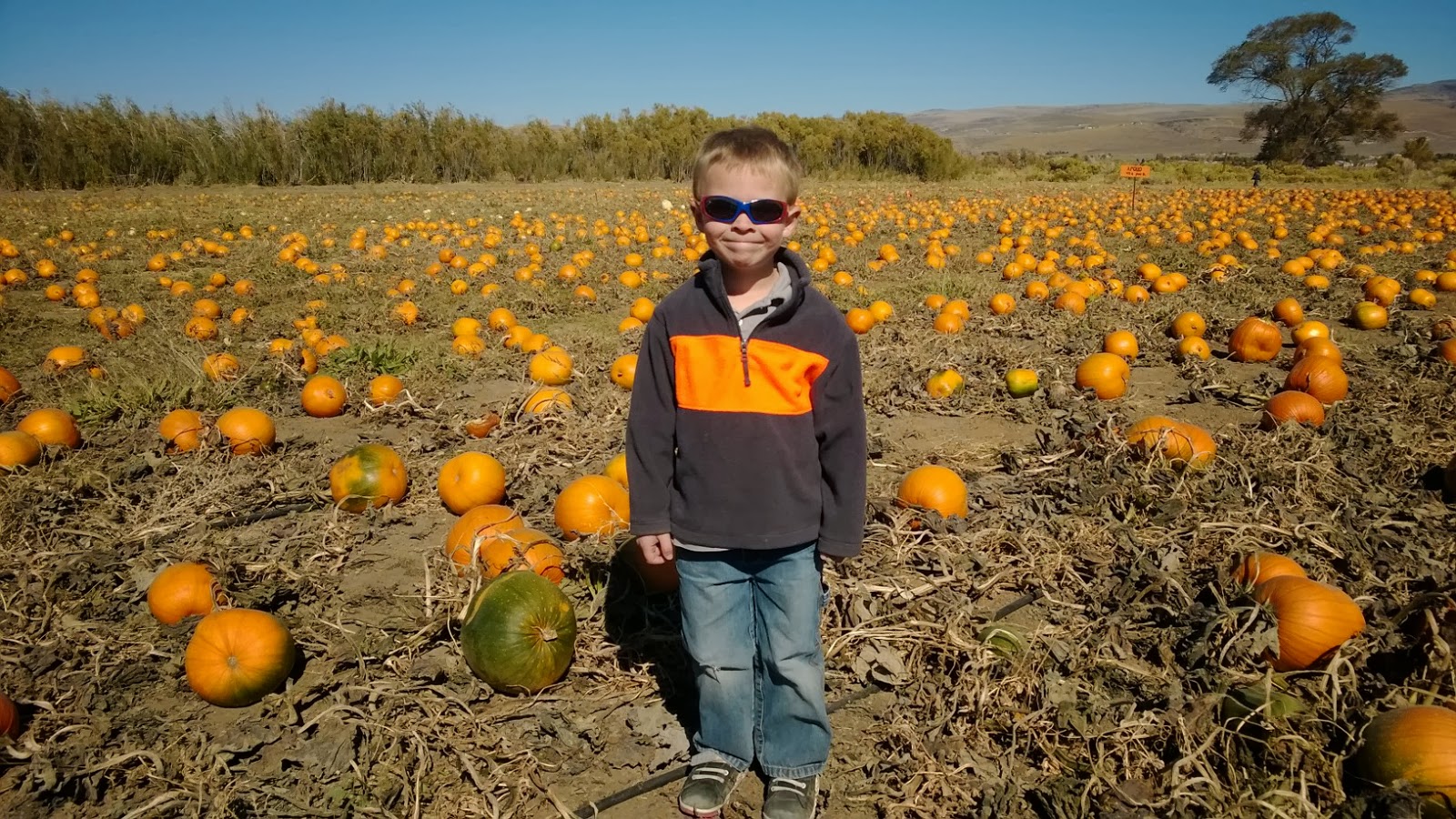 San Diego Pumpkin Patch Farms In Illinois