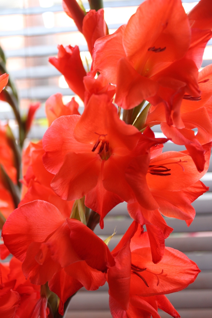 Three Dogs In A Garden Simple Projects With Dried Hydrangeas