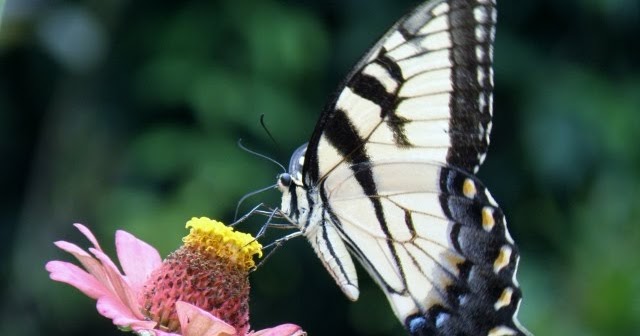 My Carolina Yard: Adding A Butterfly Garden