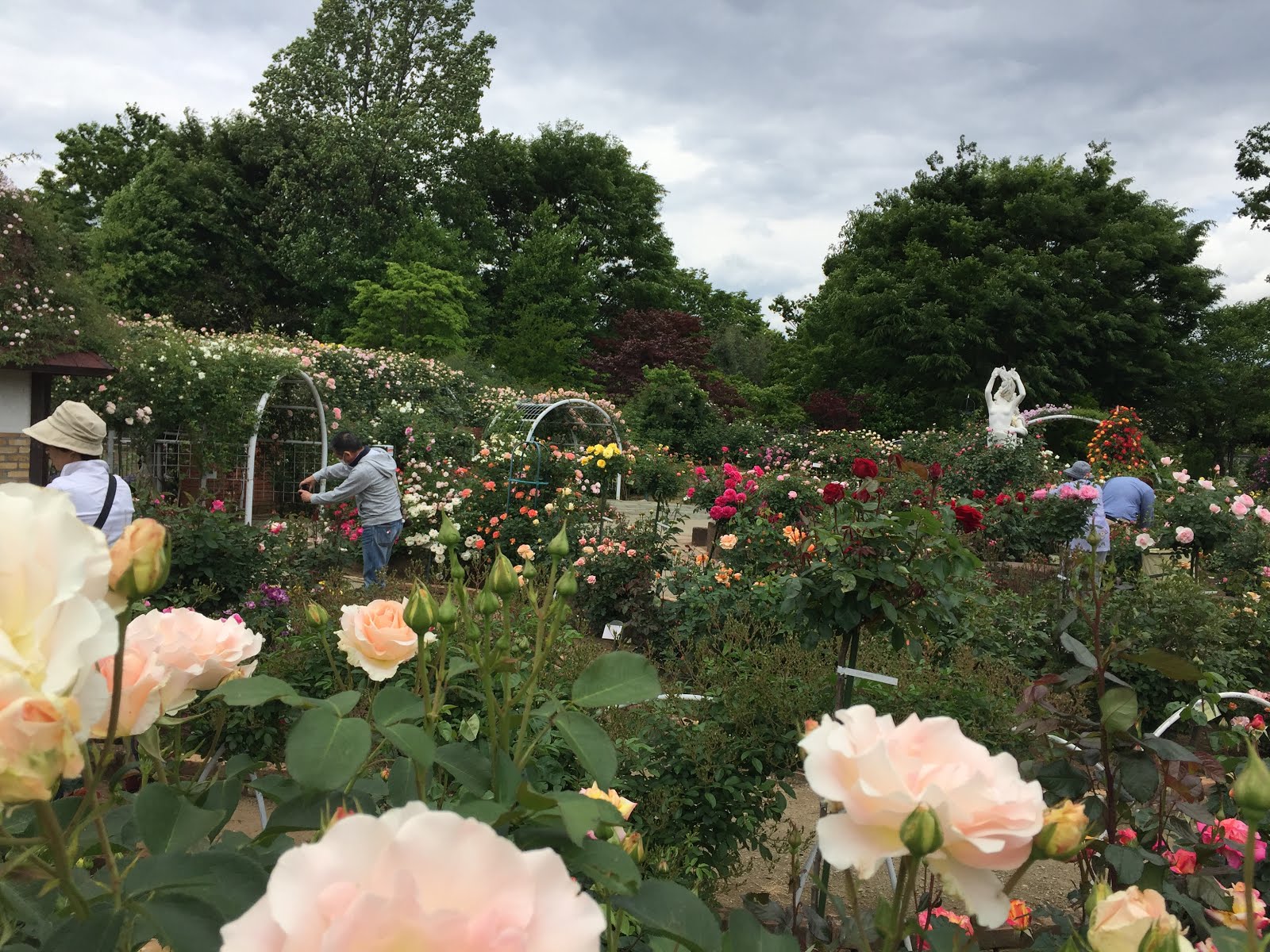 Firestick Hydrangea Enter The Incrediball Hydrangea An Annabelle