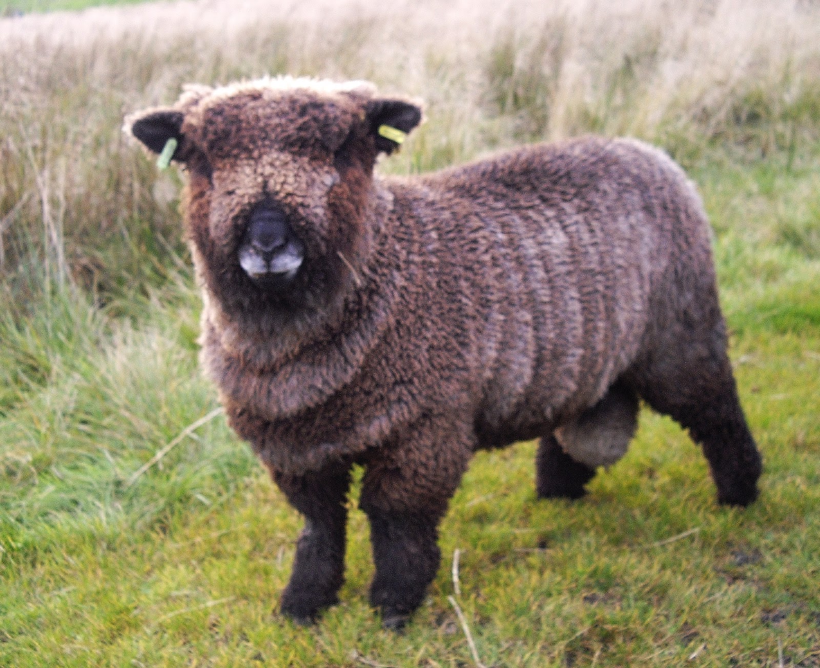 BaronyColouredRyelands Coloured Ryeland Ram lambs FOR SALE