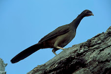 Fauna Bacia Taquari-Antas- Fonte: Aepan-ONG - Série: Aves