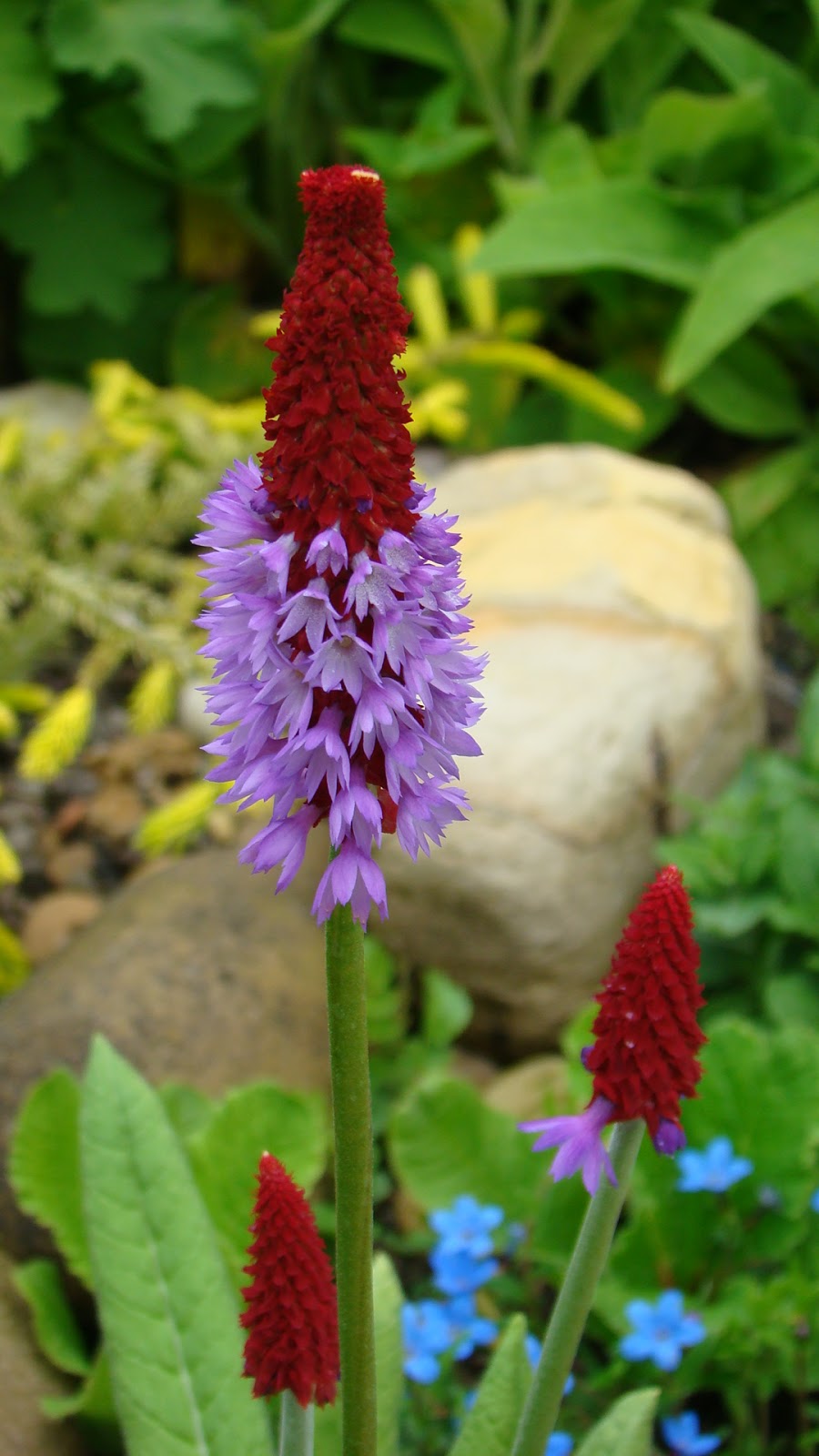 Flowers by Friends Primula vialii (Orchid primrose) by Liz