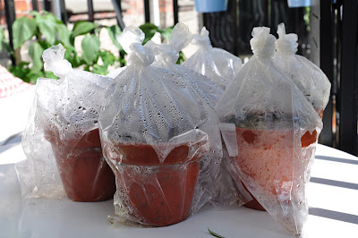 Bags containing Echinocactus, Ariocarpus, Aztekium, and peyote seedlings