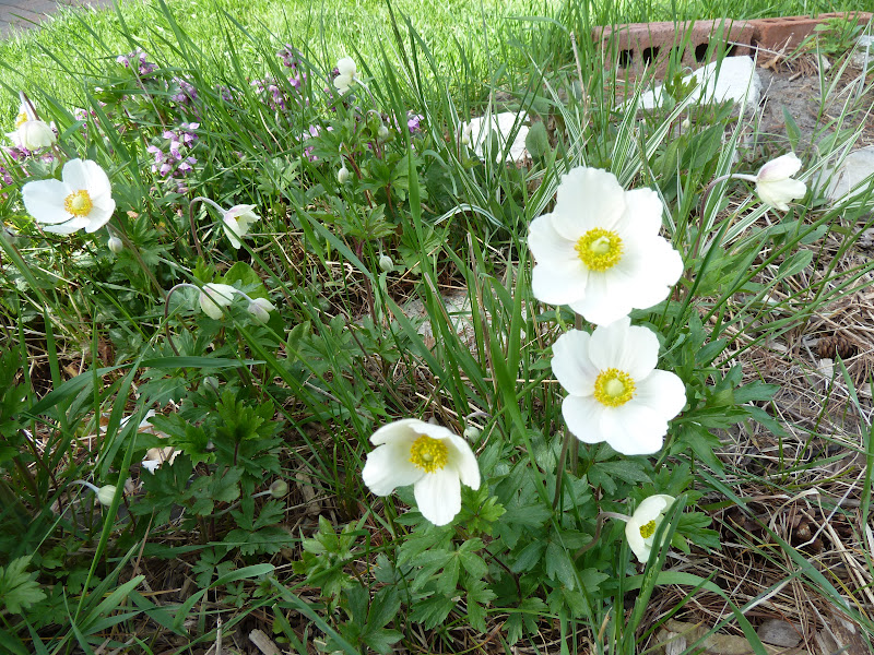 Marlene's Space Planting Anemone Seeds