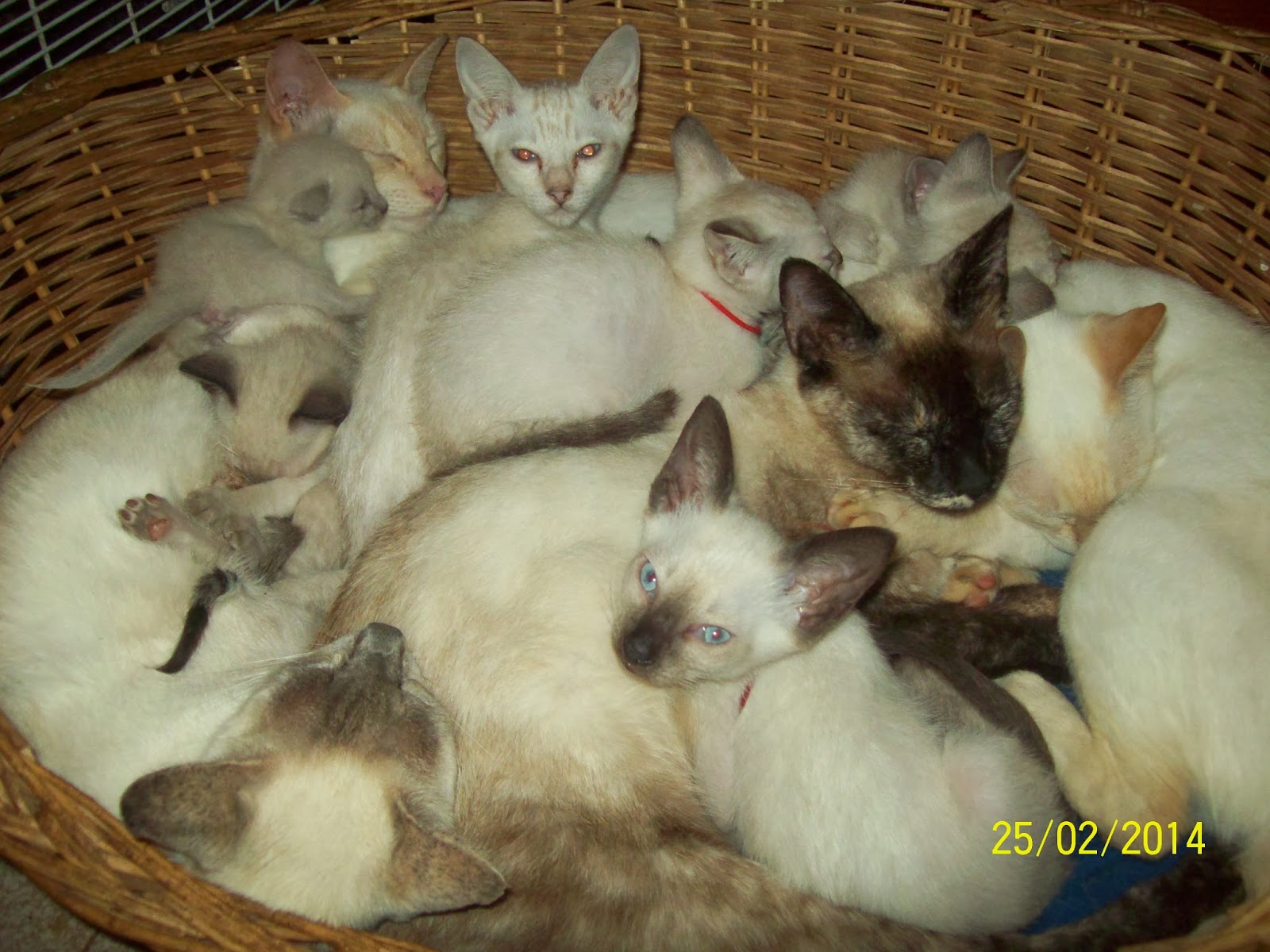 Atrapasuenos Cattery Gatos Siameses Bebes Siameses Seal Y Chocolate Tabby Point