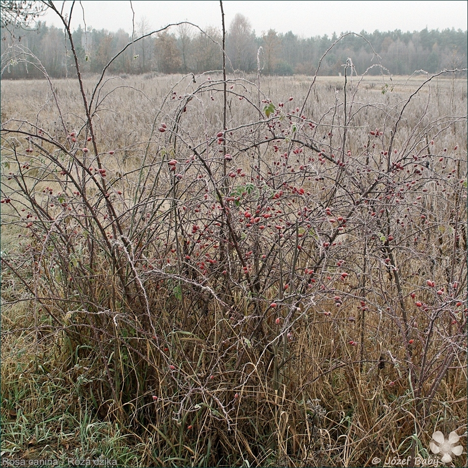 Rosa canina - Róża dzika