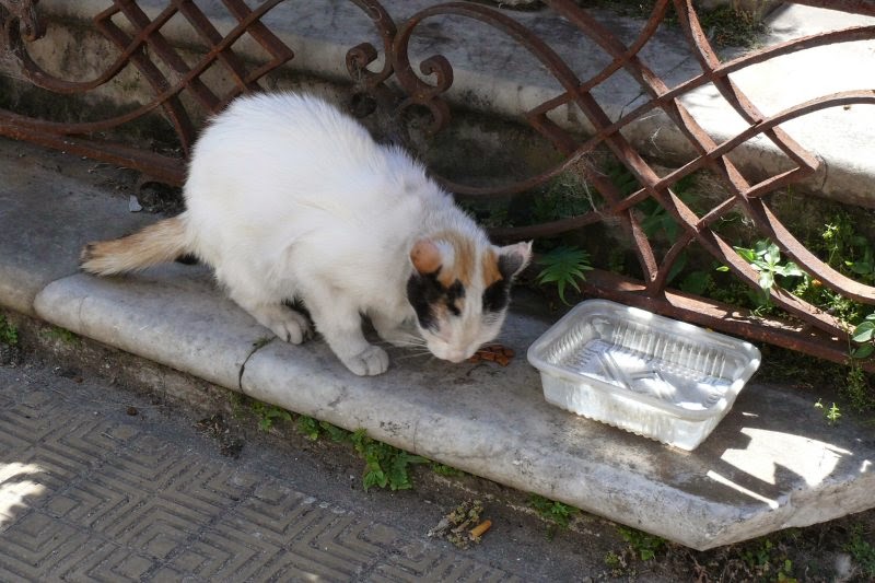 Wow Crazy Cat Lady Crazy Cats