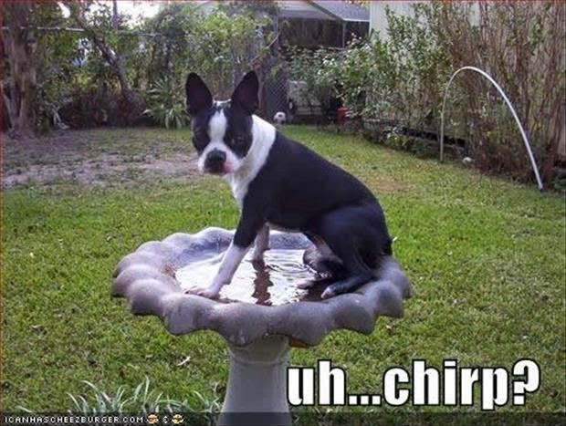30 Funny animal captions - part 26 (30 pics), funny animal meme, funny meme, animal picture with caption