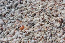 Shells galore!