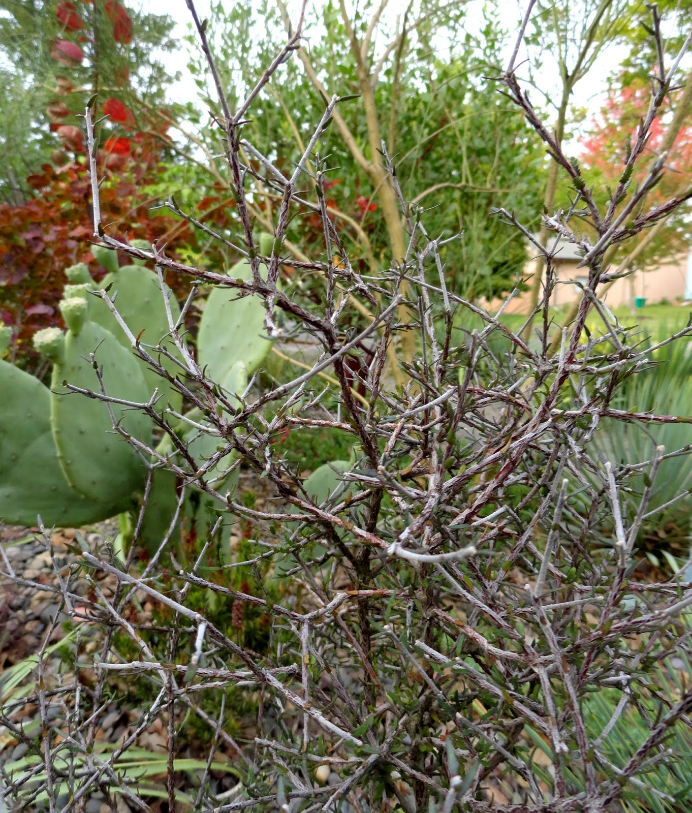 danger garden But it looks dead! (my favorite plants in